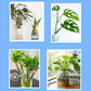 ✨ Solución nutritiva multiuso para plantas: ¡fomenta el crecimiento y la vitalidad! ✨